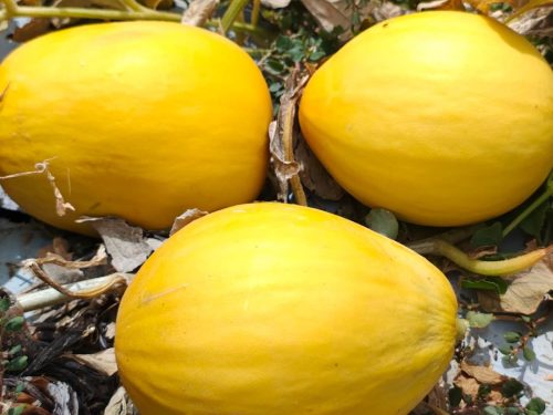 Agua solar - bomba solar de poço artesiano, inversor de placa solar, brasil solar, bomba solar, irrigação solar, bomba com placa solar, bomba de água para poço, bomba a energia solar, bomba de agua para irrigação, energia solar irrigação, kit de energia solar, sistema fotovoltaico off grid, "solares energia solar"